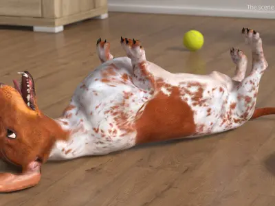  Domestic Dachshund with Dapple Coat on Back 