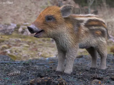  Wild Boar Piglet Striped Coloring Fur 