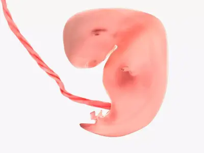 6 Weeks Human Fetus Low-poly 3D model
