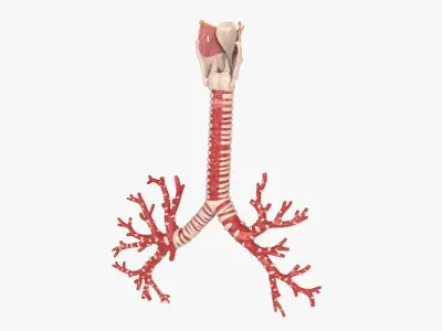  Larynx Trachea BronchialTree 