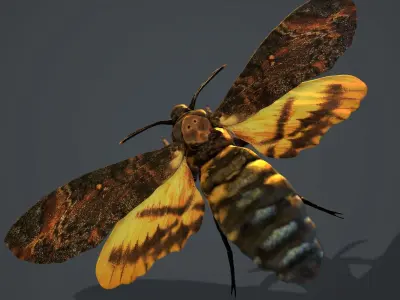 Acherontia Atropos Death Head Hawk Moth PBR 3D model
