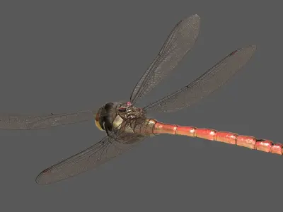  Dragonfly Common Darter (Animated) 