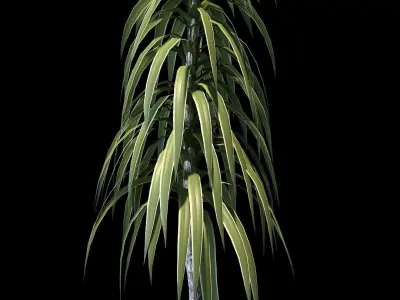 Collection of palm trees in concrete pots - 4 models 3D model