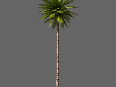 Date Palm 01 Game Ready Low-poly 3D model