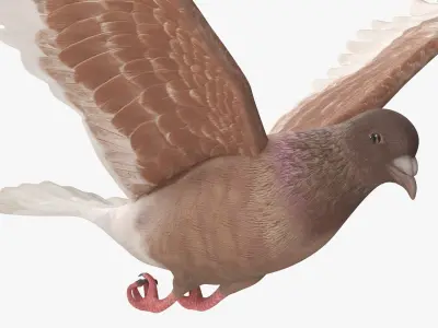 Lowpoly Ferals Dove Flying Position Brown 