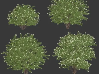 Philadelphus Coronarius 4 versions 3D model