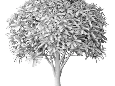 Ornamental Evergreen Garden Street Tree 3D model