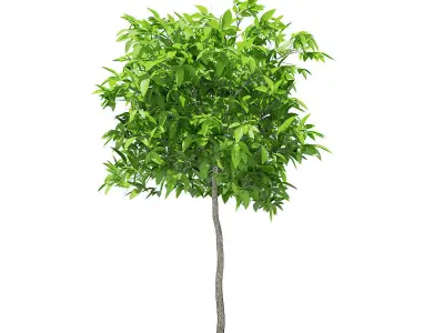 Avocado Tree 3D model