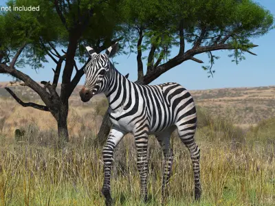  Zebra Adult Foal Walking 