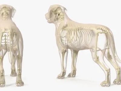  Dog Skeleton Anatomy with Translucent Shell 