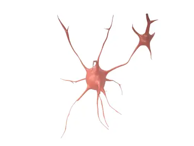Neurons v1 002 Low-poly 3D model