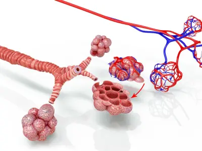 Alveoli with CrossSection Low-poly 3D model