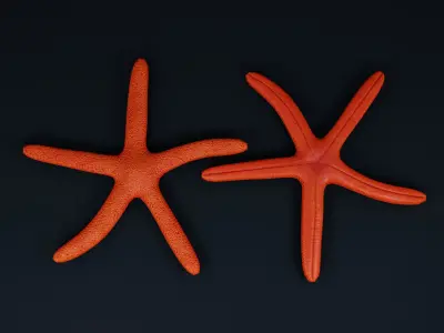 Low Poly Sea Shells Pack with Unreal Engine 5 Project Low-poly 3D model