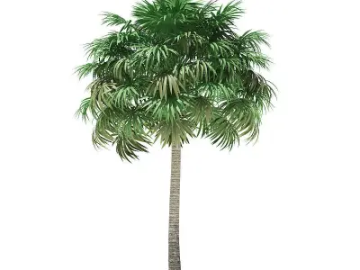 Thatch Palm Tree 3D Model 10m 3D model