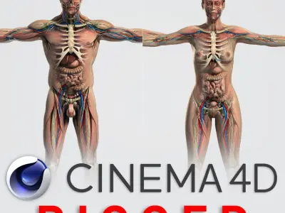  C4D Male and Female Anatomy V07 