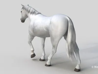  Horse PRO White 