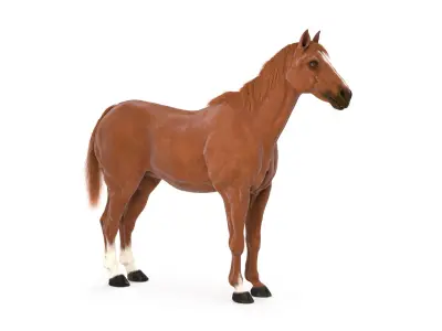  Horse Textured w Fur 