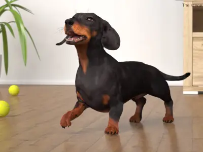  Standard Dachshund Breed Dog Alert Black Fur for Maya Rigged 