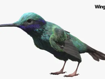  Hummingbird Fur Animated Rigged 