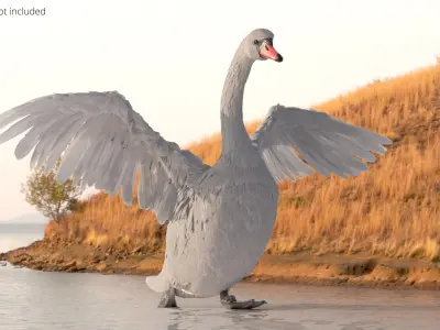  White Swan Swimming Animated Rigged for Blender 