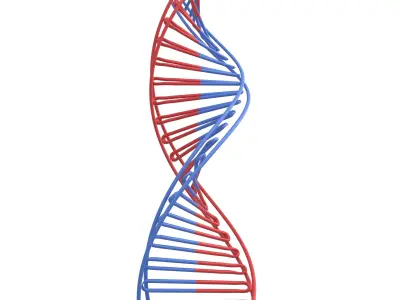 DNA Molecule v3 001 Low-poly 3D model