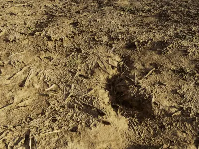 autumngrassdirt06102024 3D model