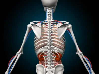  Skeleton and Anatomy 