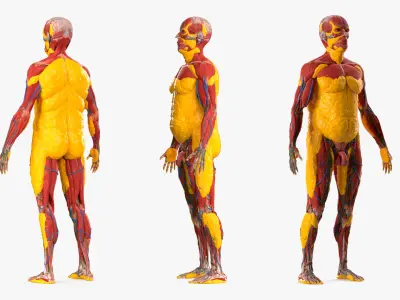  Human Fat Layer Anatomy 