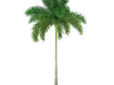 Foxtail Palm Tree 3D Model 8m 3D model