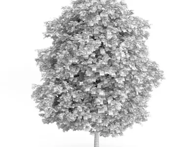 Cigar Tree Catalpa bignonioides 3D model