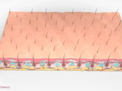  Skin Hairs Cross Section 