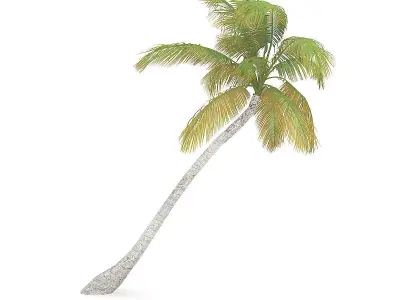 Sloping Palm Tree 3D model