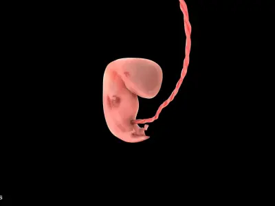 6 Weeks Human Fetus Low-poly 3D model
