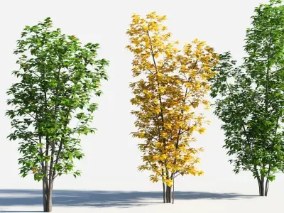 Populus balsamifera tree-3 3D model