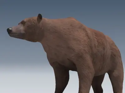 Grizzly Bear 3D model