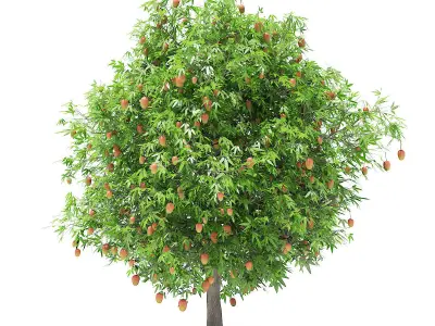 Mango Tree with Fruits 3D model