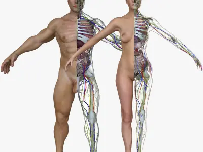 Male and Female Full Body Anatomy 3D model