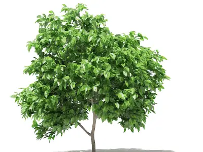 Pomelo Tree 3D model