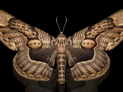  Animated Owl Moth Flight Rigged for Maya 