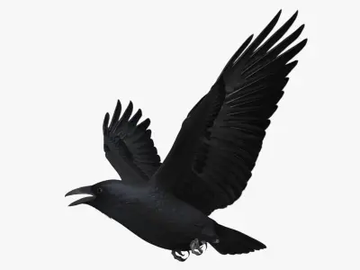  Corvus Cryptoleucus "Chihuahuan Raven" 