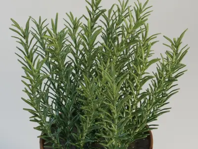 Rosemary plant in pot 3D model