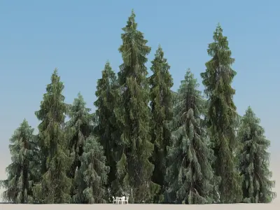  10 Brewer Spruce with snow 