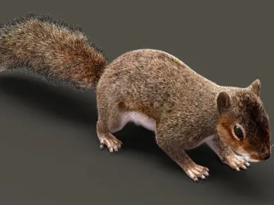  Squirrel ANIMATED XGEN-CORE 