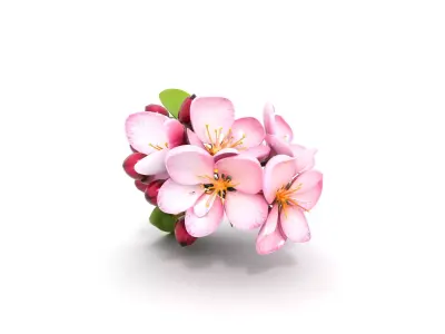 Crabapple Flower Cluster Photorealistic Macro Low-poly 3D model