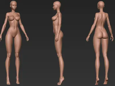 Anatomy female basemesh 3D model 3D model