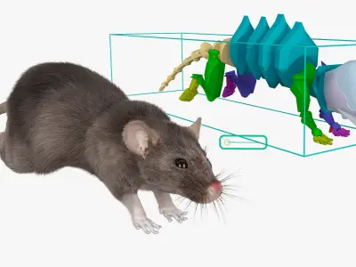  Gray Rat Running Fur Animated Rigged 