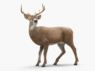  Odocoileus Virginianus Standing Pose Fur for Maya 