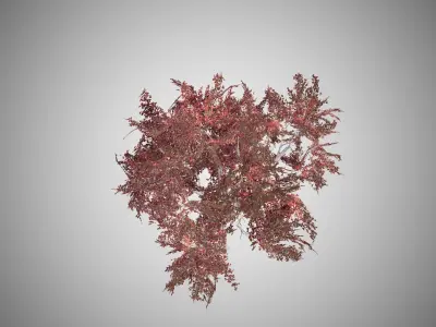 Crape Myrtle Fall Tree Low-poly 3D model