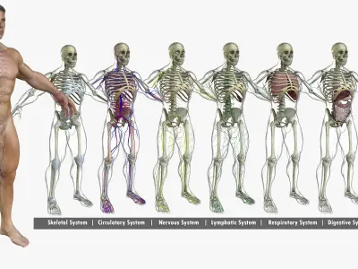 Human Male Full Body Anatomy 3D model