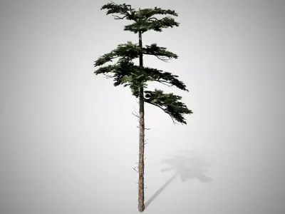 Huangshan Pine Tree Low-poly 3D model